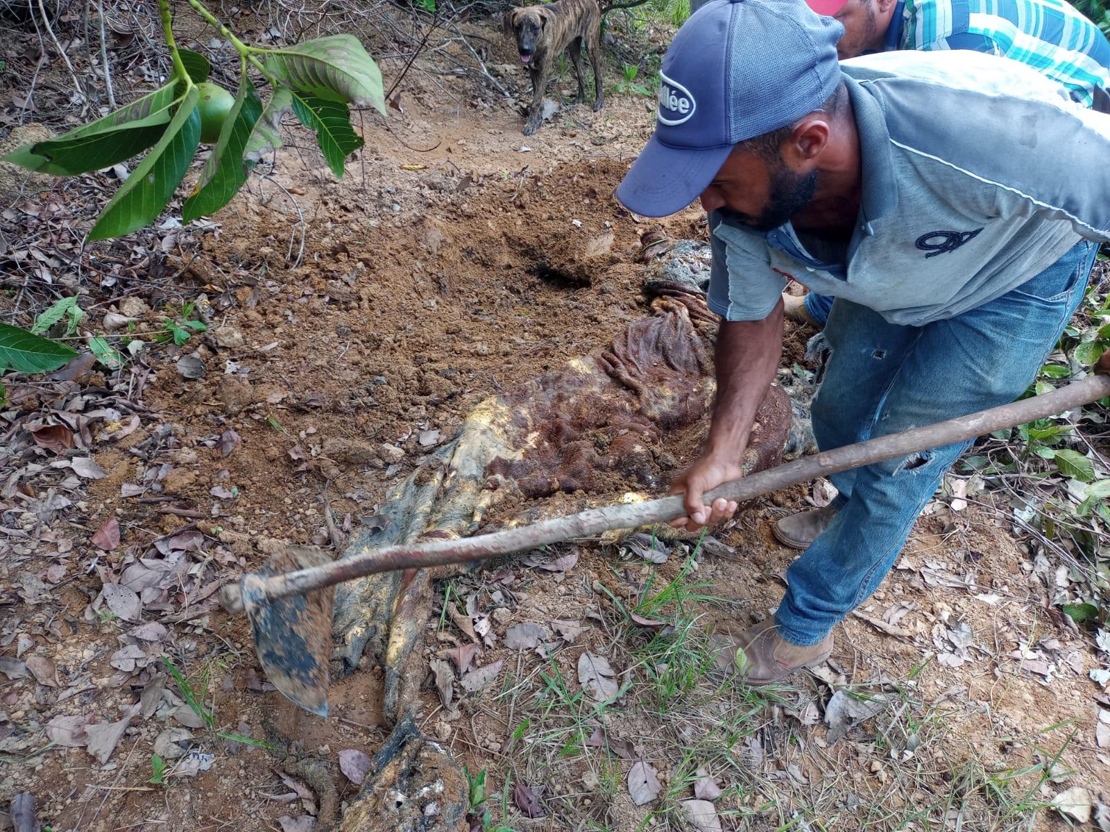 Funcionários de fazenda encontram patas de boi em represa e descobrem furto de gado em Paranatinga