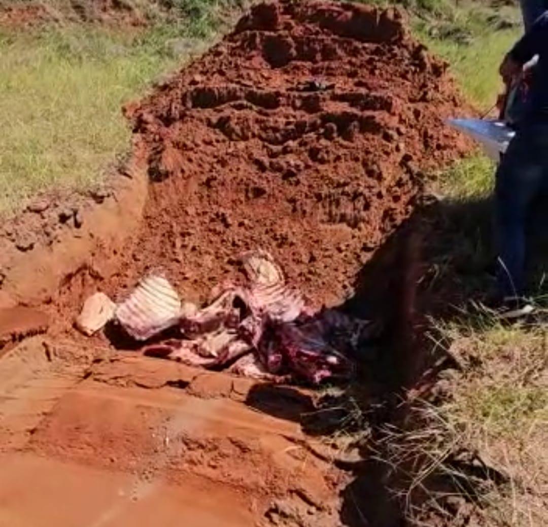 Vigilância Sanitária de Paranatinga descarta carne apreendida em ação determinada pelo Ministério Público